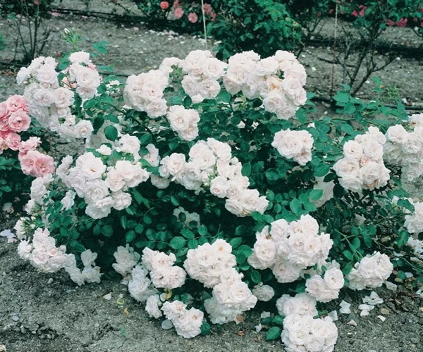 Rosier Aspirin® Taniripsa