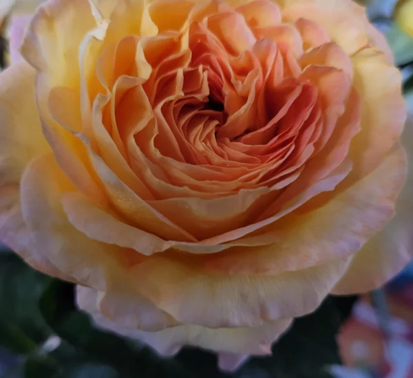 Rosier MONT SAINT ODILE® CODpipu