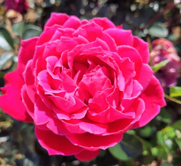 Rosier ALEXANDRE ASTIER® Meilehagan