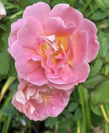 Rosier PINK CHANTILLY® Meilevire
