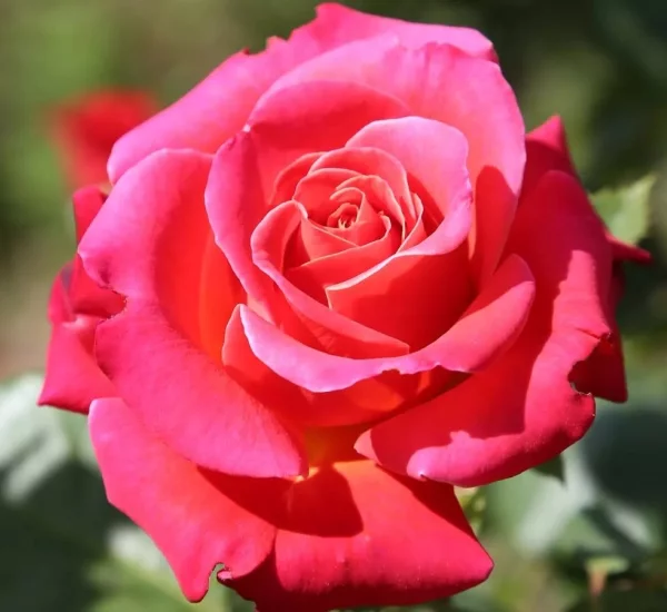 Rosier CHERRY EXPLOSION® Baisikomik