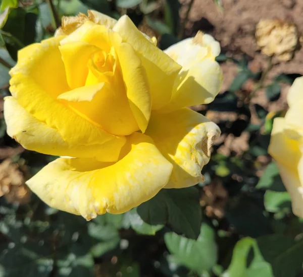 Rosier GOLDEN PERFUMELLA® Meifazeda