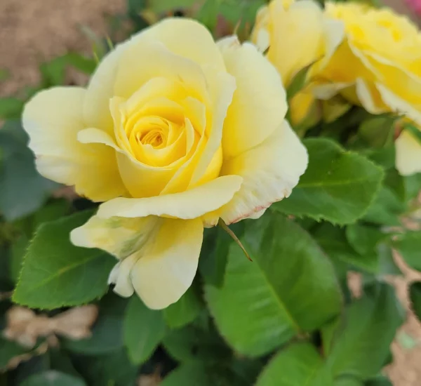 Rosier Massif RUSTICA® III Meilaocil