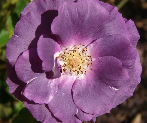 Rosier Rhapsody In Blue® Frantasia