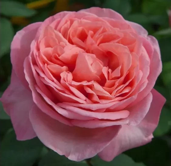 Rosier Mademoiselle MEILLAND® Meinostair