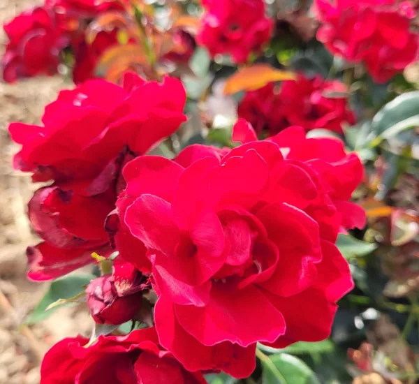 Rosier MOULIN ROUGE® II Meitraligh