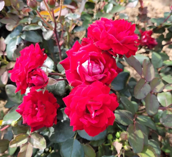 Rosier BELLE DE GRASSE® Meibelitz