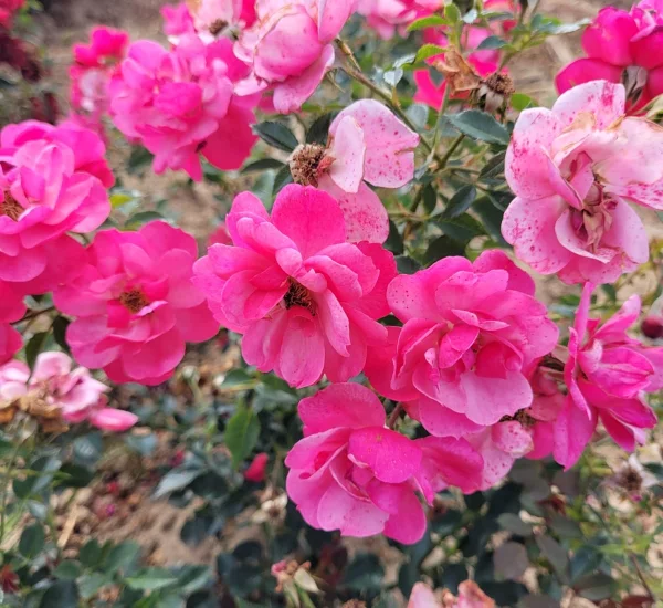 Rosier JOLIE PROVENCE® Meilegase