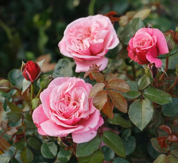 Rosier TIGE 100 cm Wildberry®
