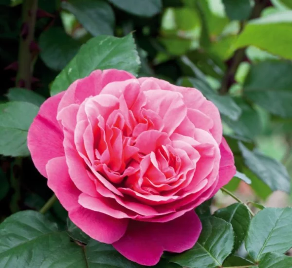 Rosier TIGE 100 cm LINE RENAUD ® Meiclusif