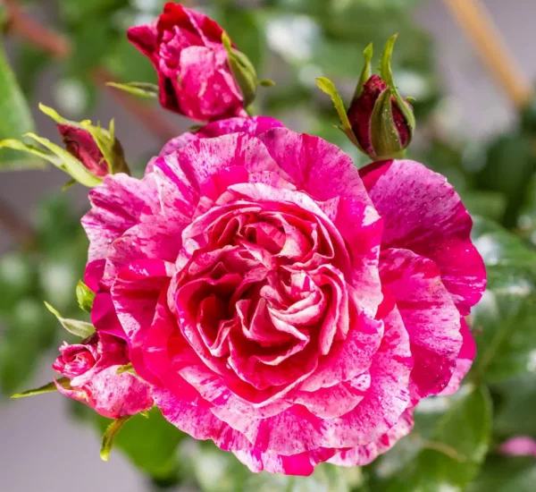 Rosier Pleureur 140 cm COLIBRI ® FARBFESTIVAL
