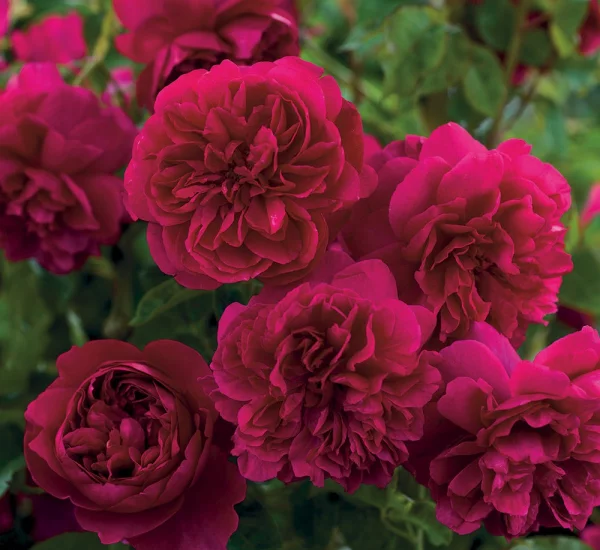 Rosier Tige 100 cm THOMAS A. BECKETT ® Auswinston