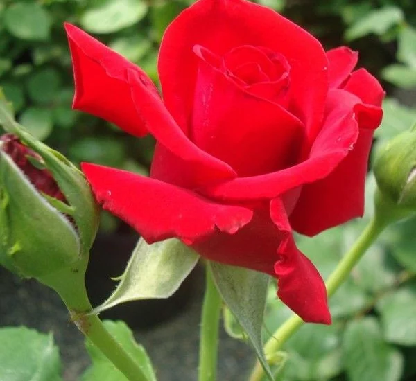 Rosier Tige 100 cm Grande Amore ®