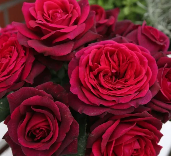 Rosier PETITE TIGE Gräfin Diana® Syn. Comtesse Diana