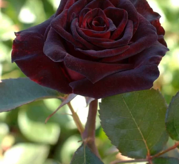 Rosier Black Baccara® Meidebenne