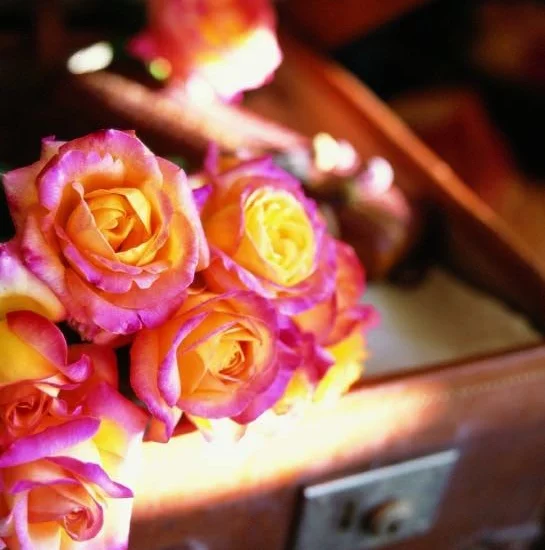 Rose PULLMAN ORIENT EXPRESS ® Baipeace