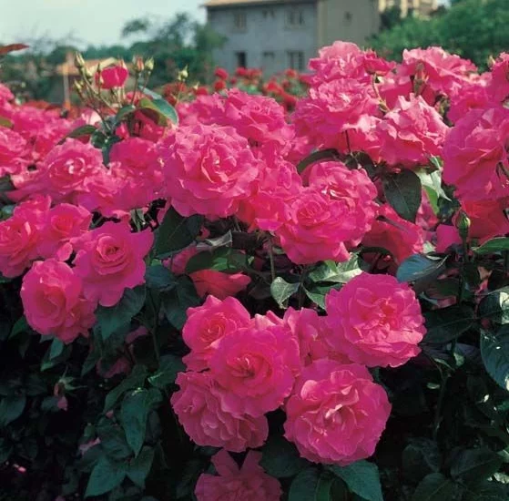 Rosier MANOU MEILLAND CLG ® Metu Limonsar