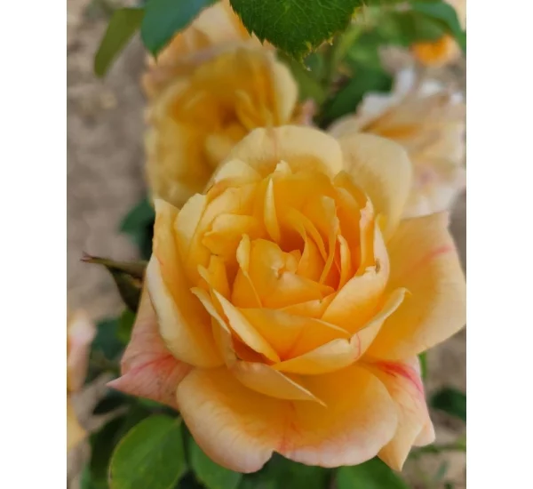 Rosier Michka® Meivaleir