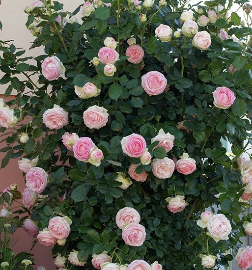 Rosier PIERRE DE RONSARD  ® Meiviolin