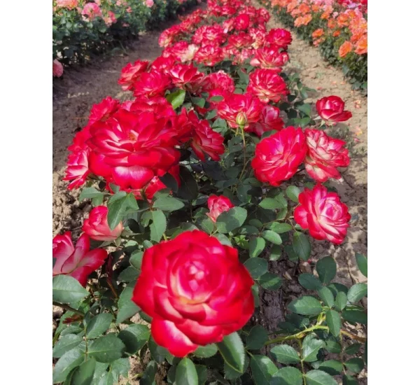 Rosier Jubilé Du Prince De Monaco® Meisponge