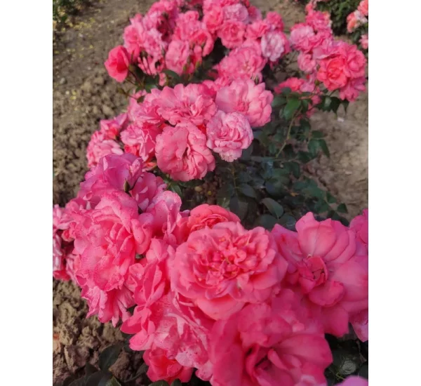 Rosier Les Amoureux De Peynet® Meitobla