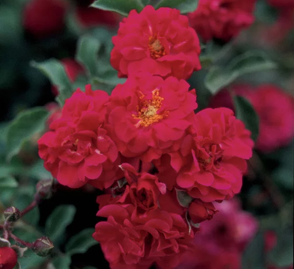 Rosier Hello® Meikinba