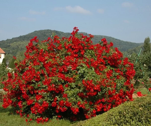 Rosier Pektarampe synonyme Alsace