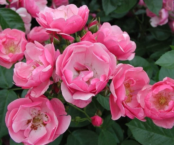 Rosier Korday synonyme Angela