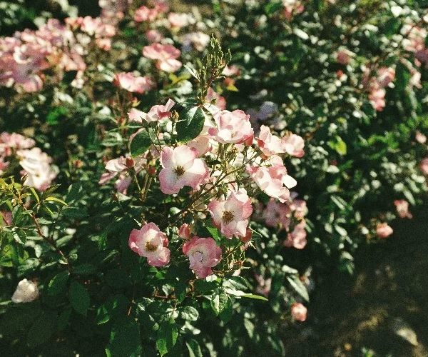 Rosier Lenmobri synonyme Rush