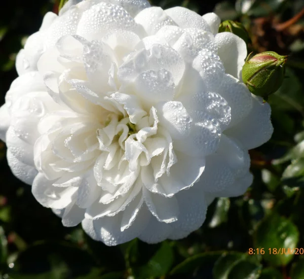 Rosier Claysnow synonyme Snowballet