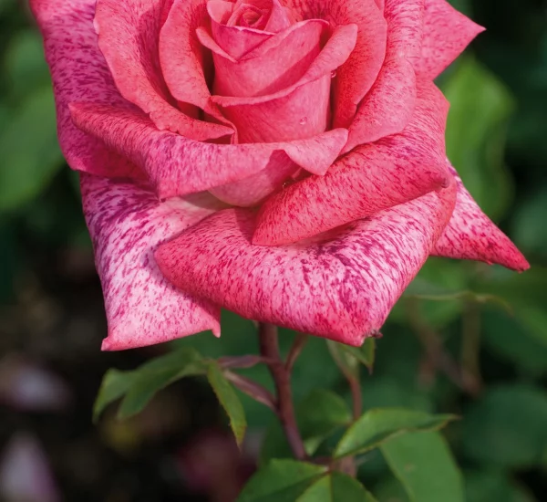 Rosier Pierre Cardin® Meilolipo