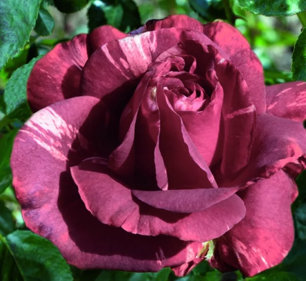 Rosier Brownie® Simstripe