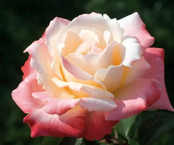Rosebush Laetitia Casta ® Meilampario