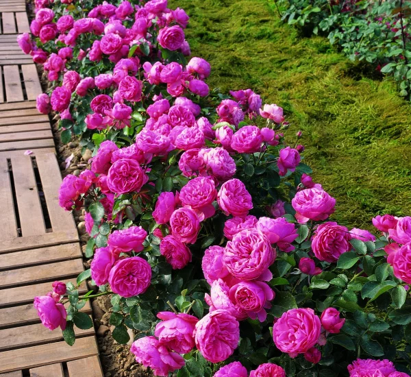 Rosier Leonard de Vinci ® Meideauri