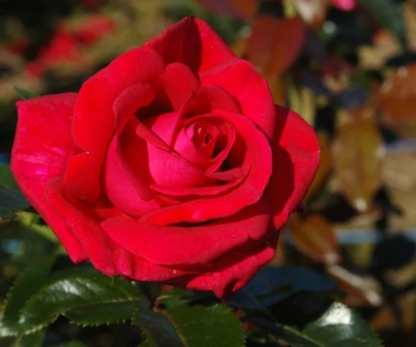 Rose LE GRAND HUIT ® Adharman