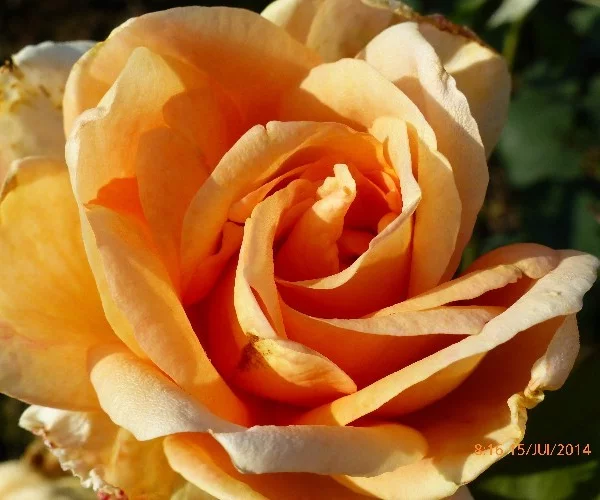 Rosier Beauté