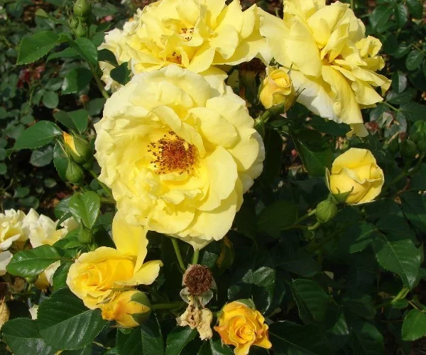 Rosier Lucia