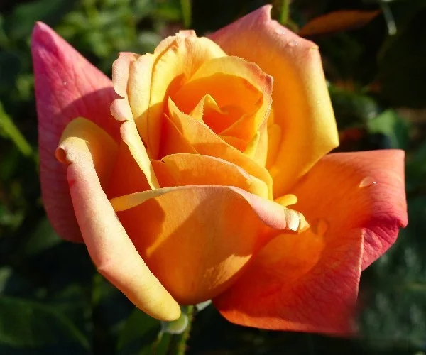 Rosier Sutter's Gold