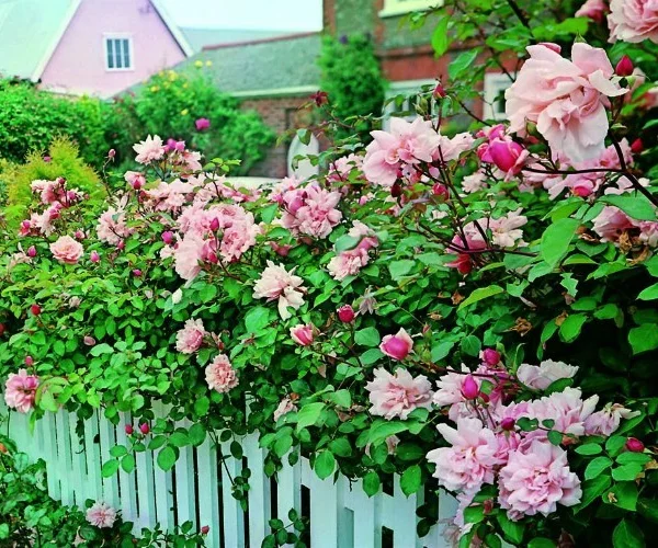 Rosier Albertine