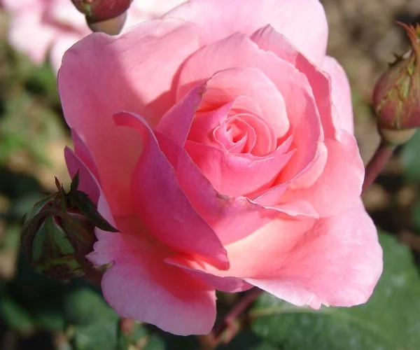 Rosier Queen Elisabeth
