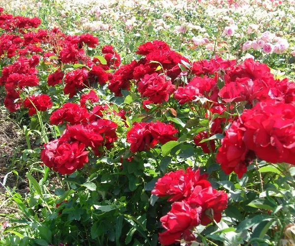Rosier Lili Marleen