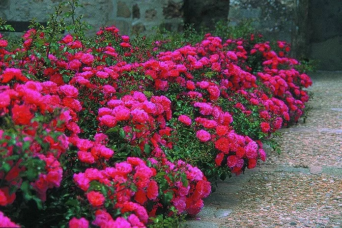 Rosier EMERA® Noatraum - Décorosiers