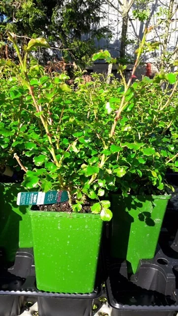 Rosier EMERA® Noatraum - Décorosiers