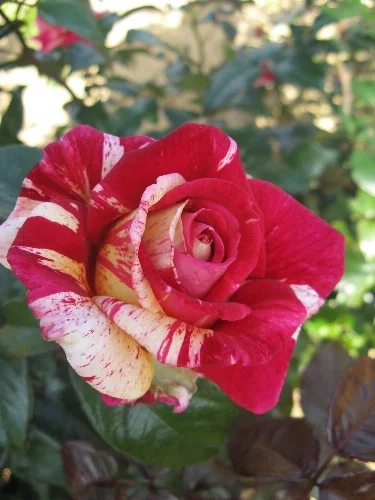 Rosier Adaterhuit synonyme Broceliande