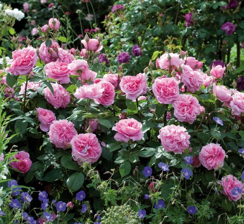 Rosier GERTRUDE JEKYLL ® Ausboard