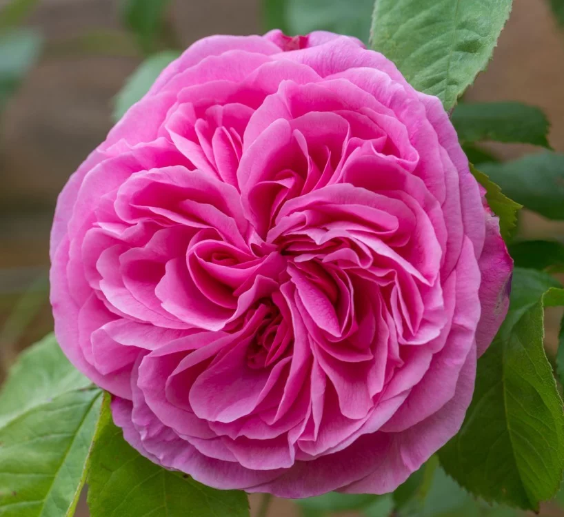 Rosier GERTRUDE JEKYLL ® Ausboard - Rosiers anglais