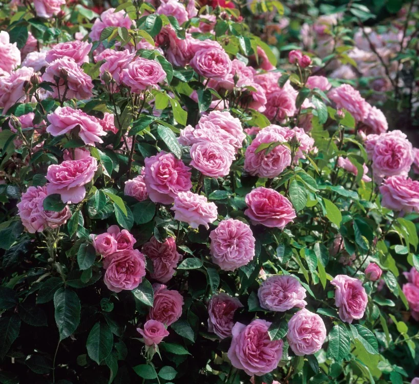 Rosier GERTRUDE JEKYLL ® Ausboard - Rosiers anglais