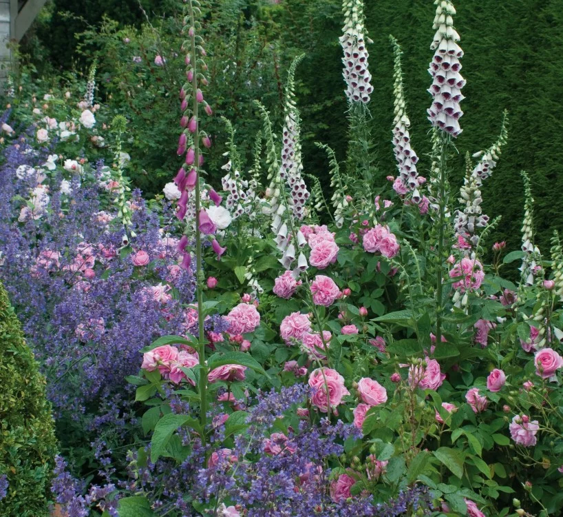 Rosier GERTRUDE JEKYLL ® Ausboard - Rosiers anglais