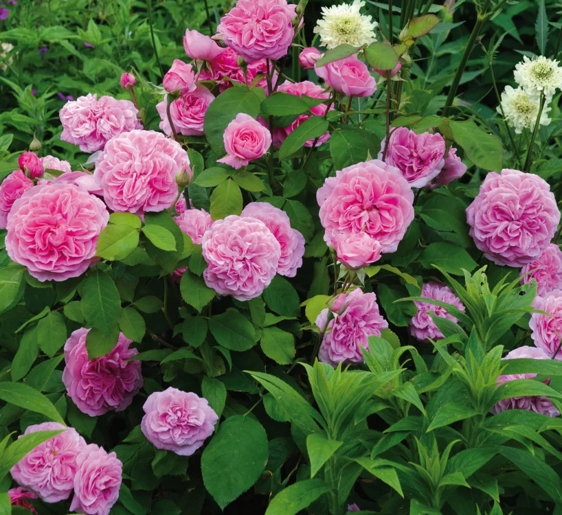 Rosier GERTRUDE JEKYLL ® Ausboard - Rosiers anglais