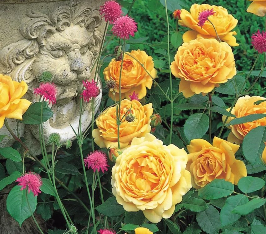 Rosier GOLDEN CELEBRATION ® Ausgold - Rosiers anglais